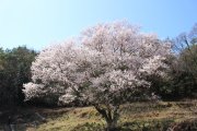 宿根の大桜　開花が遅れています！
