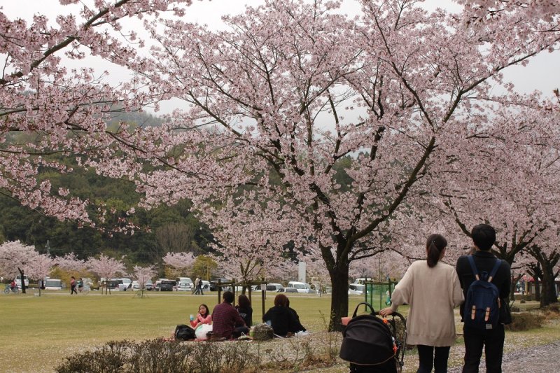 終了しました バンブーお花見デー イベント 竹原市公式観光サイト ひろしま竹原観光ナビ