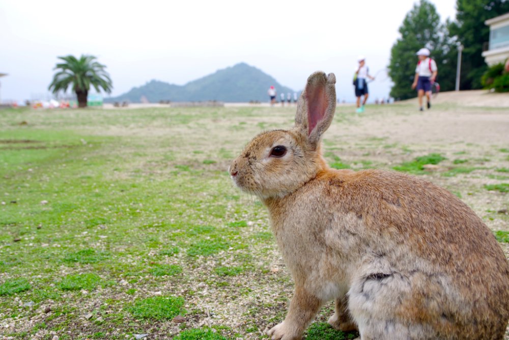 世界遺産とうさぎ島の旅（1泊2日）