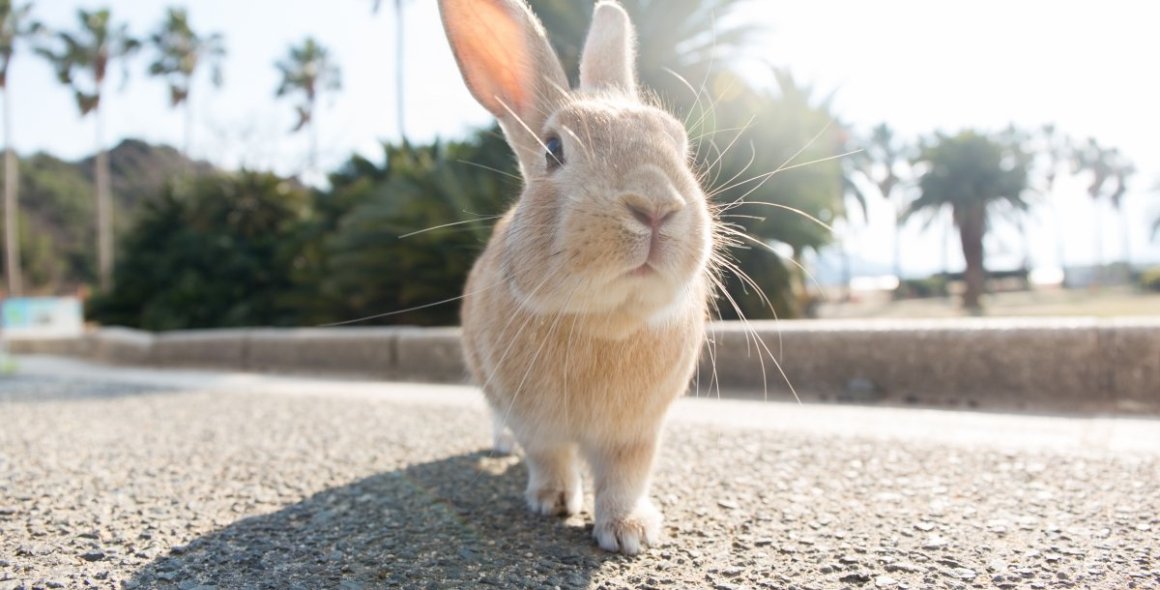 うさぎと触れ合う癒し旅 特集 竹原市公式観光サイト ひろしま竹原観光ナビ