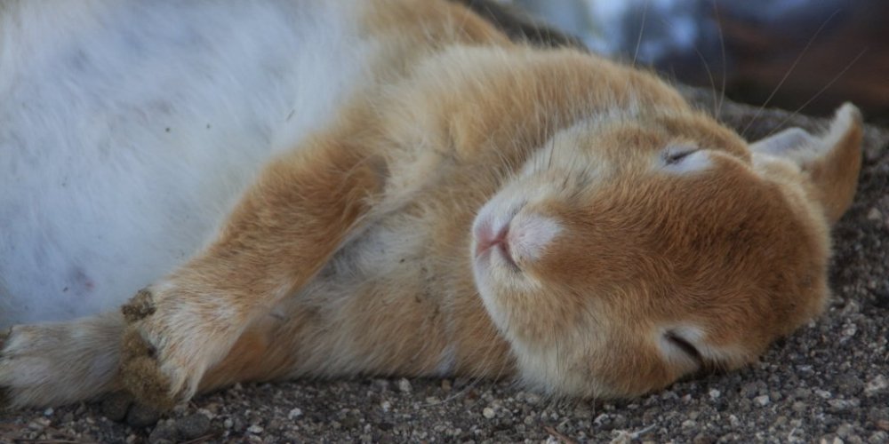 さぁ うさぎに癒されよう うさぎと触れ合う癒し旅 特集 竹原市公式観光サイト ひろしま竹原観光ナビ